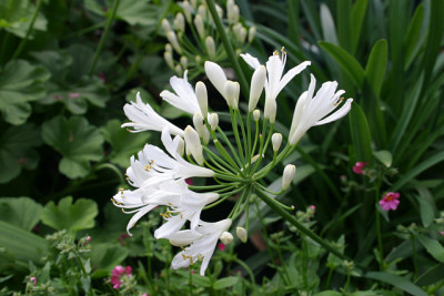 Agapanthus3010.jpg
