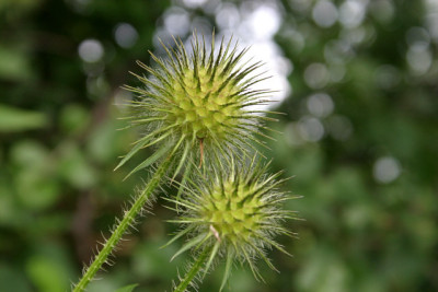 Wollige_Karde0109a.jpg