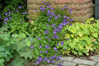 Campanula-carpatica-Jul2710.jpg