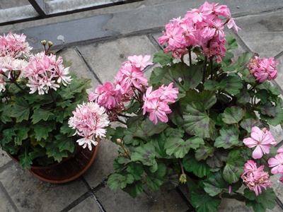 Zwergpelargonien.JPG