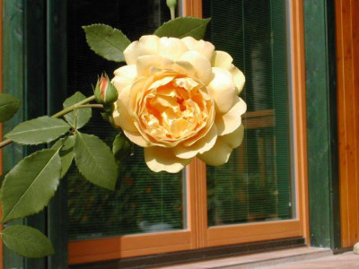 gelbe_englische_rose_2002.jpg