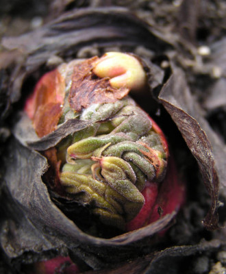 rheum_palmatum_var_tanguticum.jpg