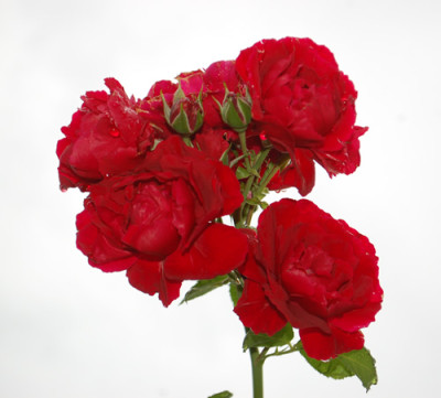 Pauls_Scarlet_Climber_falsch_0010__76411.jpg