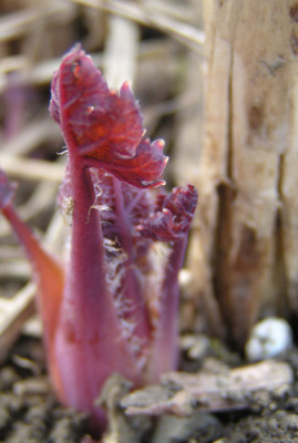 macleaya_microcarpa_coral_kelways_plum_oda_so.jpg