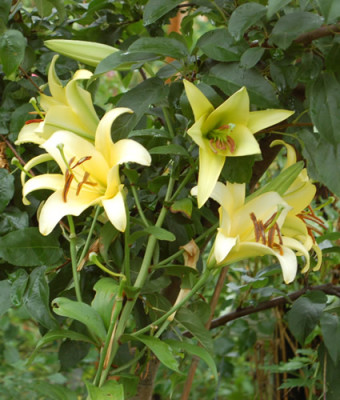 Lilien_0010__76369.jpg