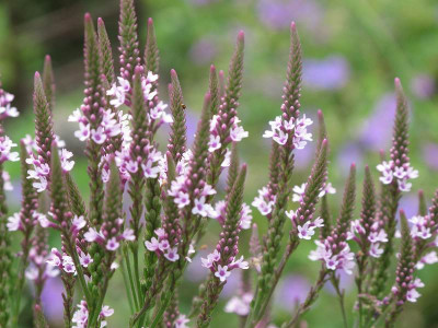 hastata_rosa_ue.jpg