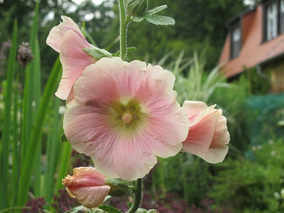 ficifolia_lachs_ue.jpg