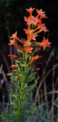 DSCF1047_eIpomopsis_rubra.JPG