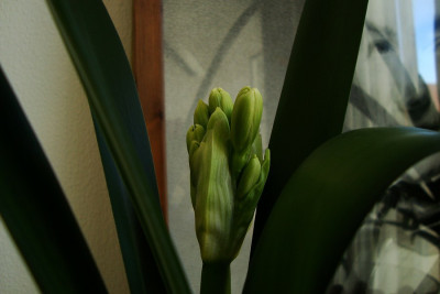 clivia_miniata_citrina_2010_zg.jpg