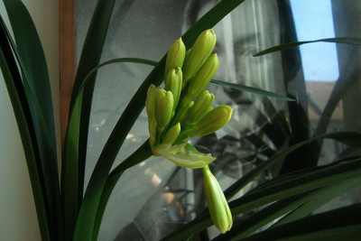 clivia_miniata_citrina_2010_zg2.jpg