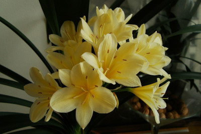 clivia_miniata_citrina_2010_zg3.jpg