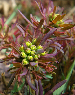 Euphorbia_cyparissias_Fens_Ruby.JPG