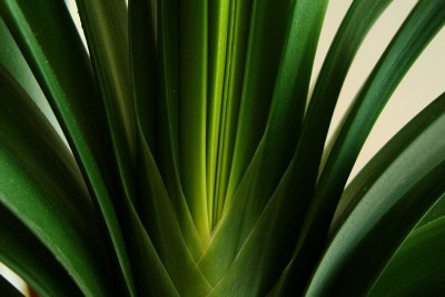 clivia_miniata_citrina_2010_zg4.jpg