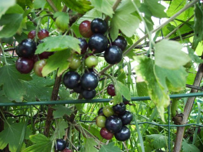 Ribes_Odoratum1_Small.JPG