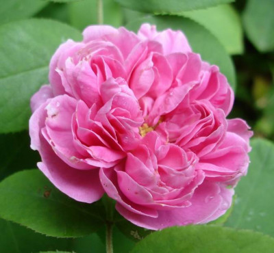 Rose_de_Alhambra1a.jpg