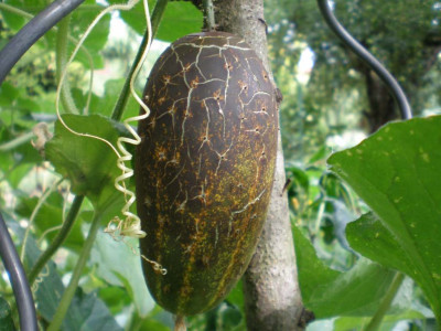 gurk1.jpg