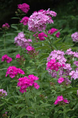 003phlox.jpg