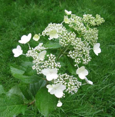 Hydrangea_paniculata_Samling_2008_3_800x600.jpg