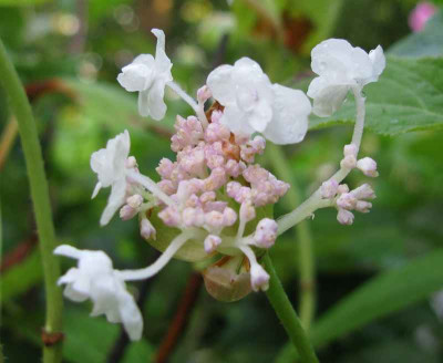 Hydrangea_involucrata_Plena_800x600.jpg