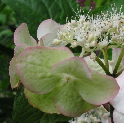 Hydrangea_serrata_Kyosumi_Mature_2_800x600.jpg