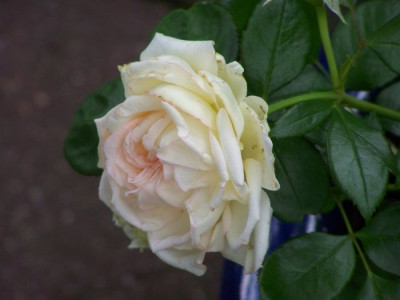 2010_Biedermeier_seitlich.jpg