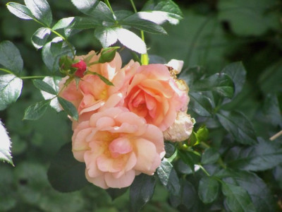 2010_Aprikola_Kordes.jpg