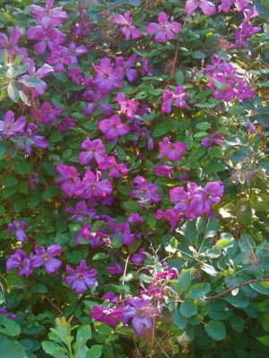 Clematis_Kaaru_IMG_6894.jpg
