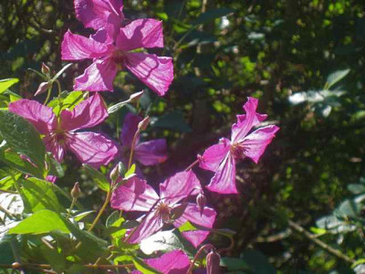 Clematis_Kaaru_gro_IMG_6898.jpg