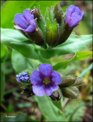 Pulmonaria_visianii.JPG