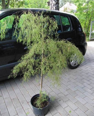 Betula_Trosts_Dwarf.jpg
