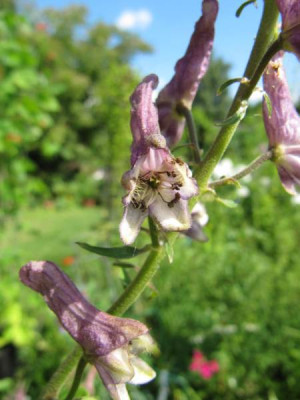 Aconitum_scaposum_100729.jpg