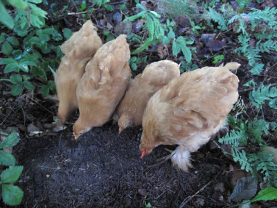 huehner_scharren.jpg