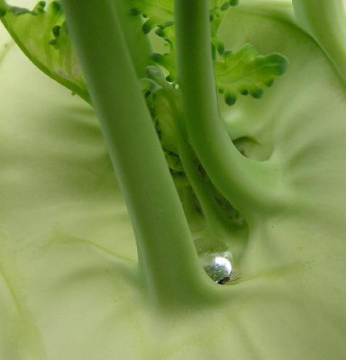 Kohlrabi-2004-1.jpg