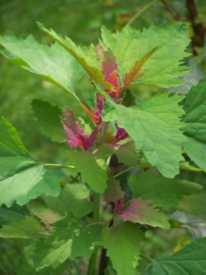 2010_Magentaspreen.jpg