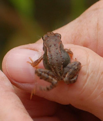 Frosch_0010__5417.jpg