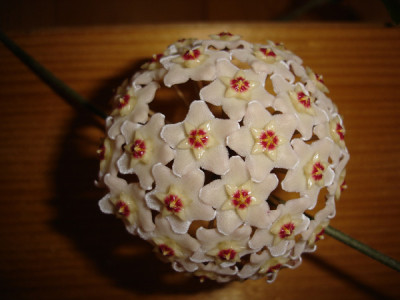 hoya.jpg