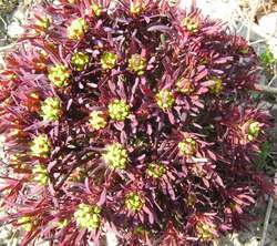 Euphorbia_cypariss.jpg