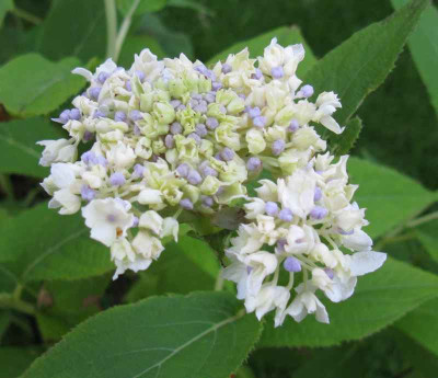 Hydrangea_involucrata_Sterilis_3_800x600.jpg
