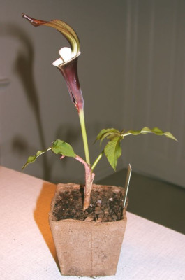 Ari.sikokinum1002.jpg