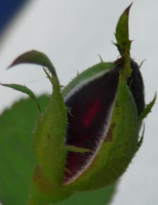 BurgundyVelvet_0710_1.JPG