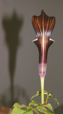 Ari.sikokinum2002.jpg