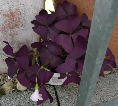 Oxalis.JPG