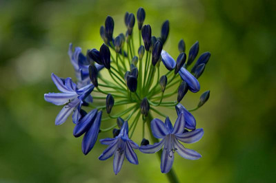 Northern-Star-Jul3110.jpg