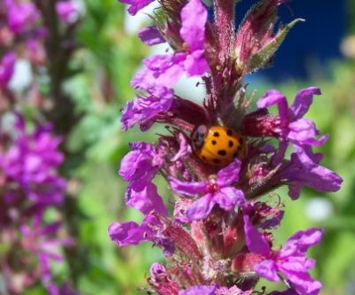 Lythrum_mit_Kafer.JPG