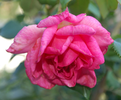 Vicomtesse_Pierre_du_Fou_0010__76550.jpg
