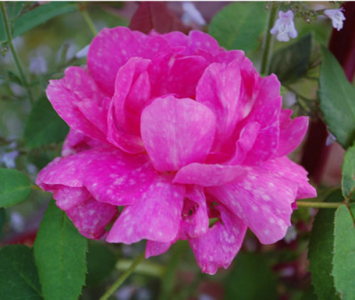 Royal_Marbree_0010__76581.jpg