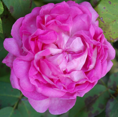 Rosabella_0010__76631.jpg
