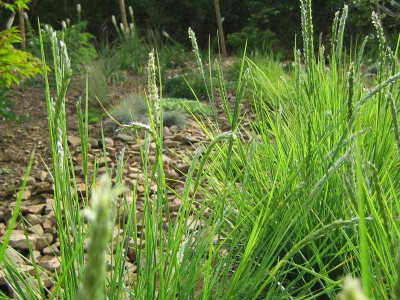 comp_19..Juni.201001.August2010_Sesleria_041.jpg