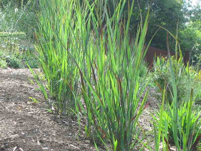 comp_19..Juni.201001.August2010_Panicum_020.jpg