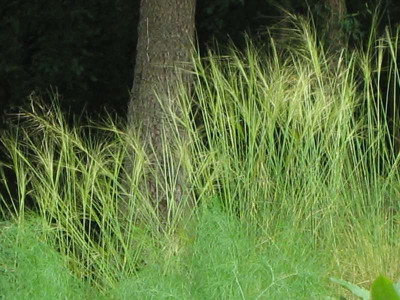 comp_19..Juni.201030.August_Stipa_ucrainica_2010_064.jpg